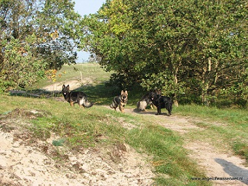 In het Bergerbos met vier Oudduitse Herders